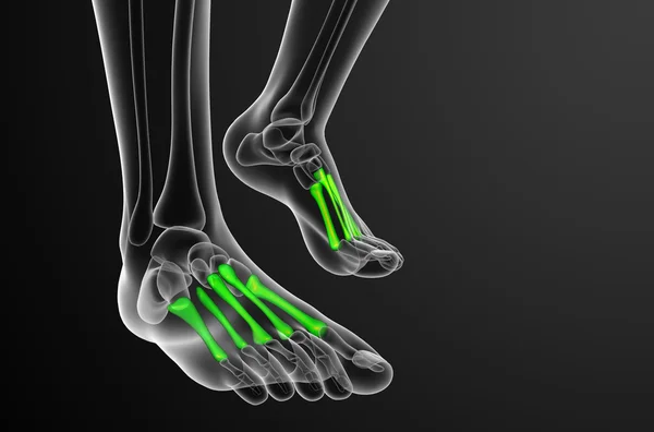 3d 渲染的跖骨的医学插图 — 图库照片