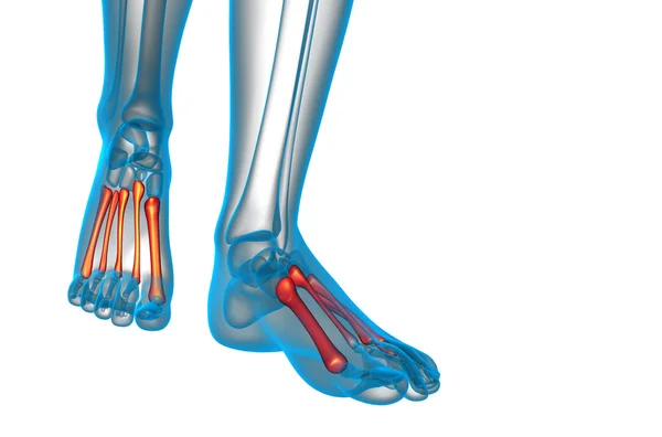 3D göra medicinsk illustration av metatarsal ben — Stockfoto