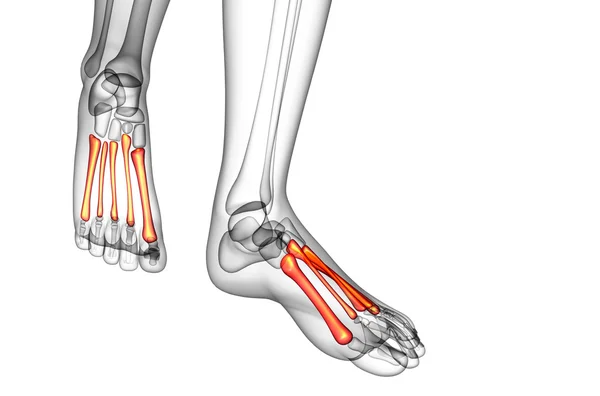 중간 발 뼈 뼈의 3 차원 렌더링 의료 일러스트 — 스톡 사진