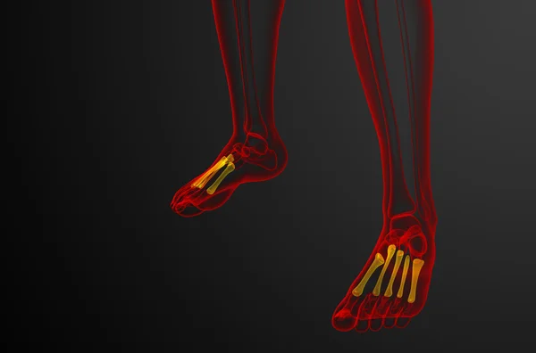 3D render orvosi illusztráció a lábközép csontok — Stock Fotó