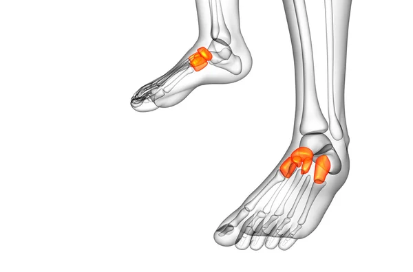 중간 발 뼈 뼈의 3 차원 렌더링 의료 일러스트 — 스톡 사진