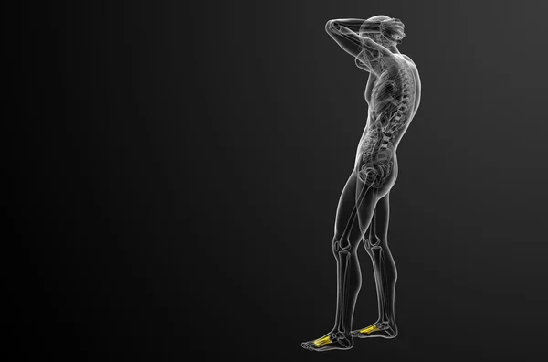 3d renderizar ilustração médica dos ossos metatarsais — Fotografia de Stock