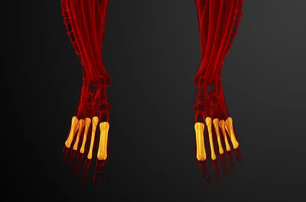 3d render medical illustration of the metatarsal bones — Stock Photo, Image