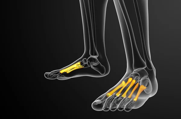 3d render medical illustration of the metatarsal bones — Stock Photo, Image