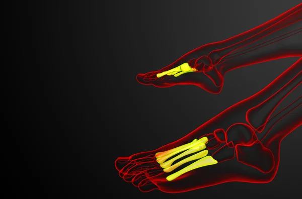 3D render Medikal illüstrasyon metatarsal kemik — Stok fotoğraf