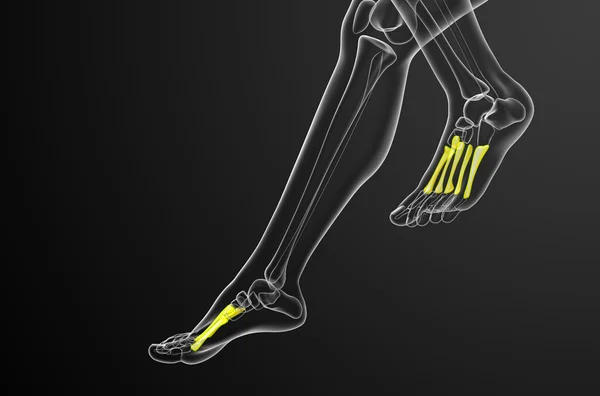 3d renderizar ilustração médica dos ossos metatarsais — Fotografia de Stock