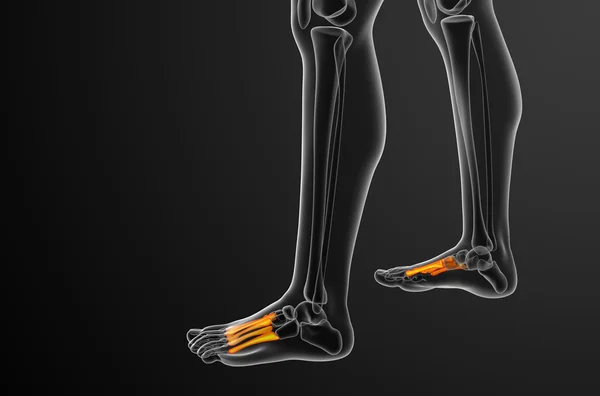 3D göra medicinsk illustration av metatarsal ben — Stockfoto