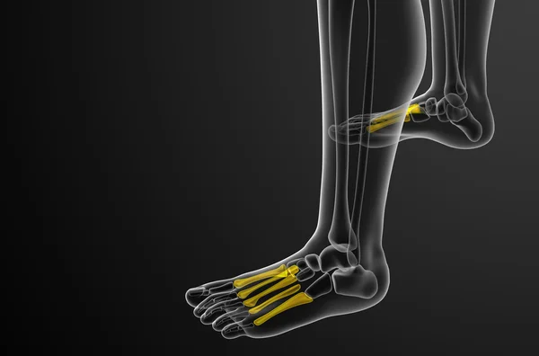 中足骨の 3 d レンダリングの医療イラスト — ストック写真