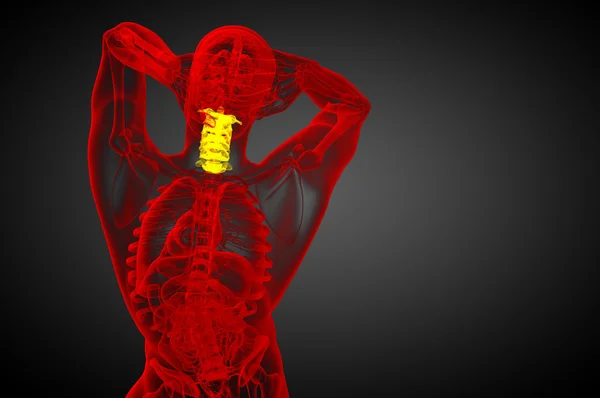 3d rendere illustrazione medica della colonna vertebrale cervicale — Foto Stock