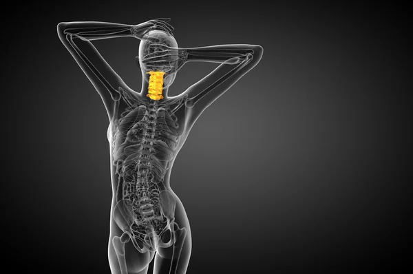 頚椎の 3 d レンダリングの医療イラスト — ストック写真
