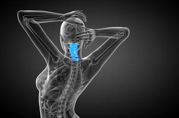 Servikal omurganın 3D render Medikal illüstrasyon — Stok fotoğraf