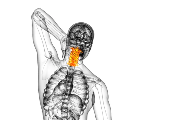 3D göra medicinsk illustration av halsryggen — Stockfoto