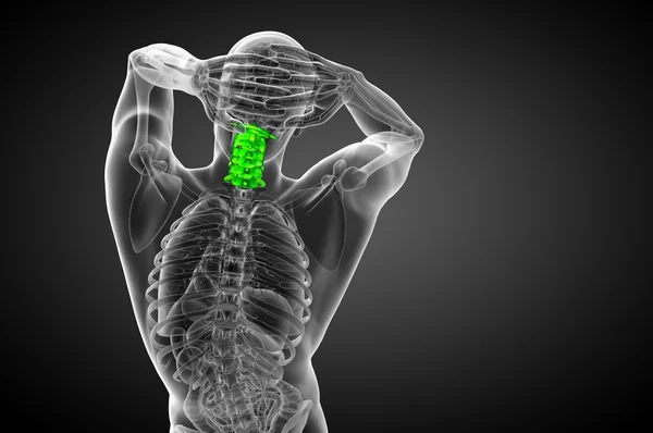 3d renderizar ilustração médica da coluna cervical — Fotografia de Stock
