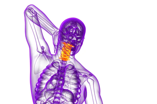 3d rendere illustrazione medica della colonna vertebrale cervicale — Foto Stock