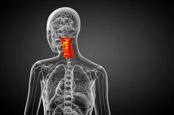 3d rendere illustrazione medica della colonna vertebrale cervicale — Foto Stock