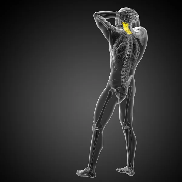 3d rendir ilustración médica de la columna cervical —  Fotos de Stock