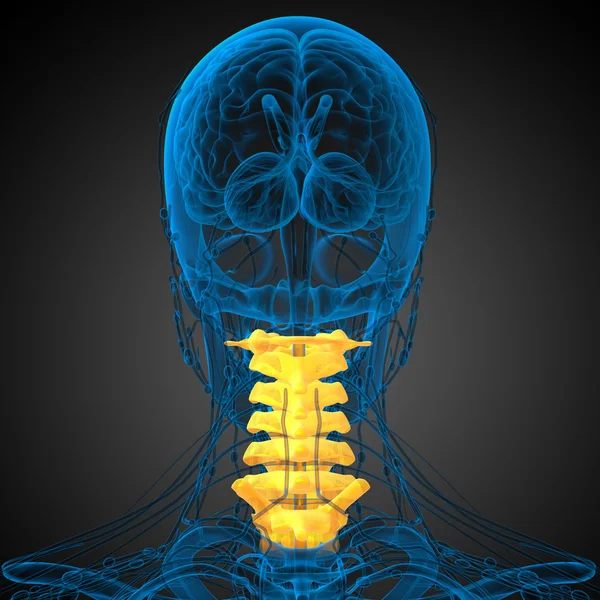 3D göra medicinsk illustration av halsryggen — Stockfoto