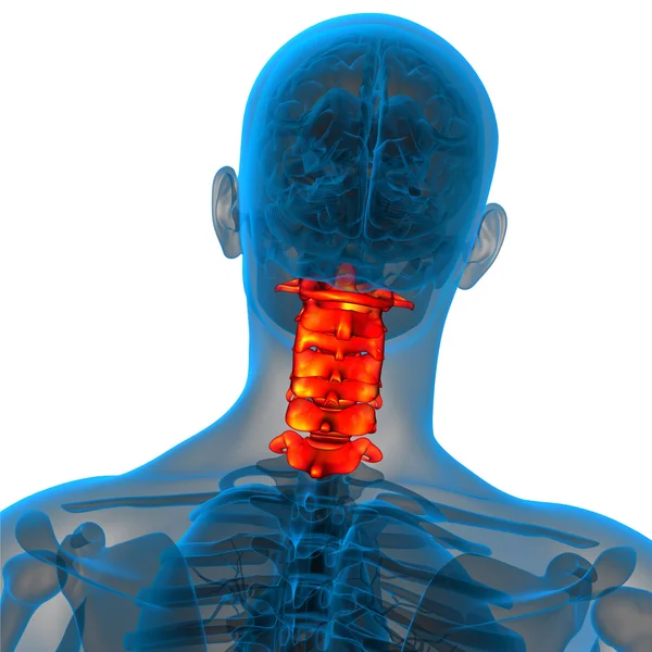 3d renderizar ilustração médica da coluna cervical — Fotografia de Stock