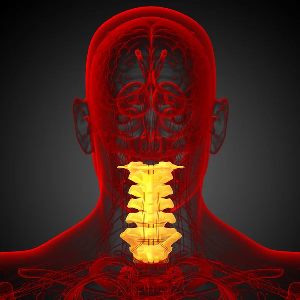 3d renderizar ilustração médica da coluna cervical — Fotografia de Stock