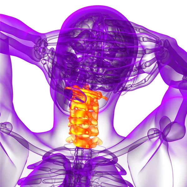 3D göra medicinsk illustration av halsryggen — Stockfoto