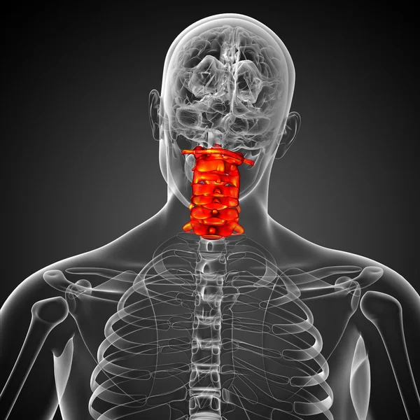 3d renderizar ilustração médica da coluna cervical — Fotografia de Stock