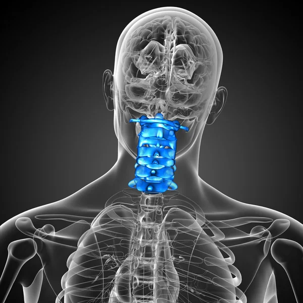 3d render medical illustration of the cervical spine — Stock Photo, Image