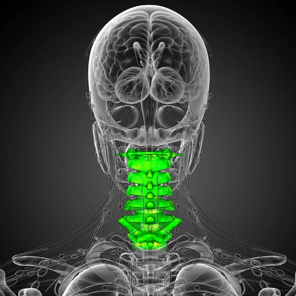 3d rendre illustration médicale de la colonne cervicale — Photo