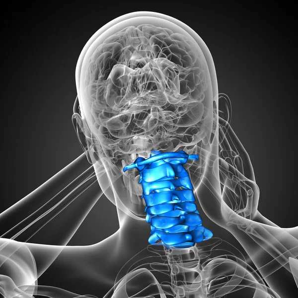 3d renderizar ilustração médica da coluna cervical — Fotografia de Stock