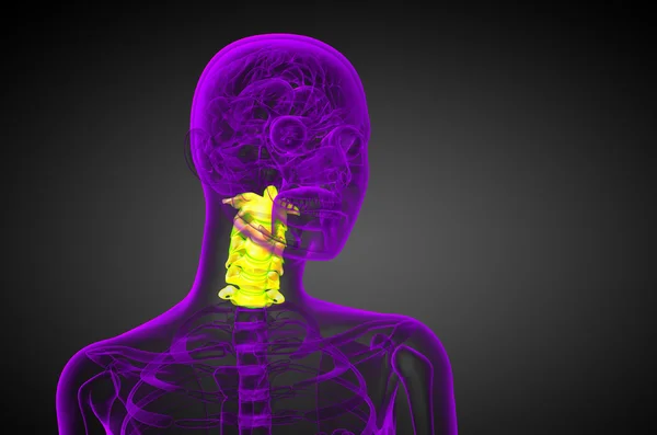3D render medische illustratie van de cervicale wervelkolom — Stockfoto