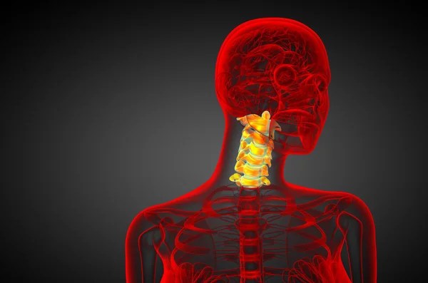 3d render medical illustration of the cervical spine — Stock Photo, Image