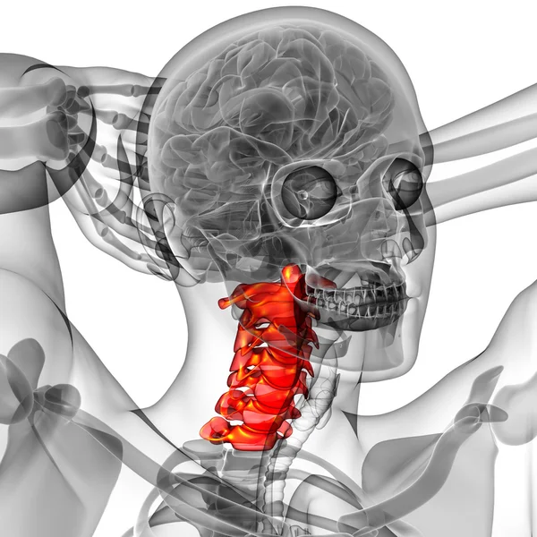 3d renderizar ilustração médica da coluna cervical — Fotografia de Stock