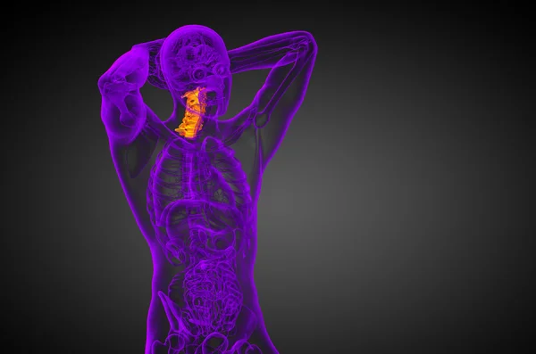 3D göra medicinsk illustration av halsryggen — Stockfoto