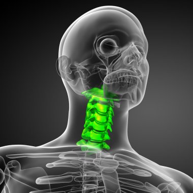 Servikal omurganın 3D render Medikal illüstrasyon