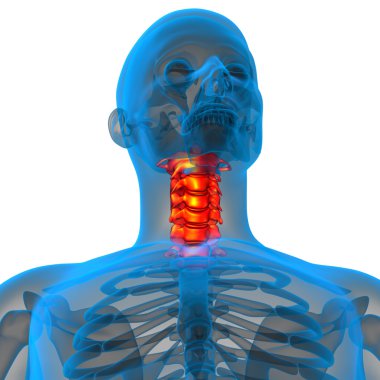 Servikal omurganın 3D render Medikal illüstrasyon