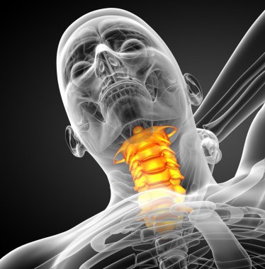 Servikal omurganın 3D render Medikal illüstrasyon