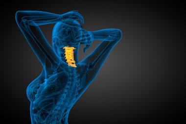 Servikal omurganın 3D render Medikal illüstrasyon