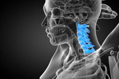 Servikal omurganın 3D render Medikal illüstrasyon