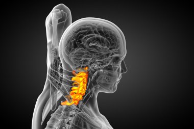 Servikal omurganın 3D render Medikal illüstrasyon