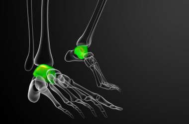 talus kemiği 3D render çizimi