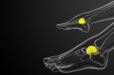 talus kemiği 3D render çizimi