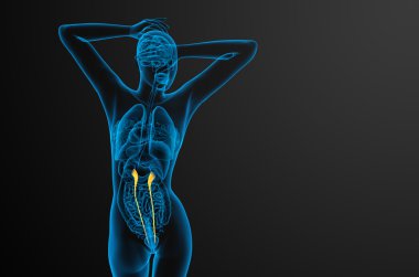 üreter 3D render tıbbi çizimi 