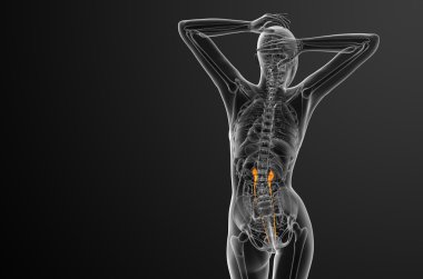 üreter 3D render tıbbi çizimi 