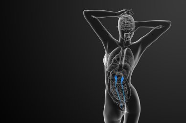 üreter 3D render tıbbi çizimi 