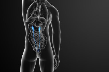 üreter 3D render tıbbi çizimi 