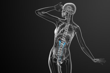 üreter 3D render tıbbi çizimi 