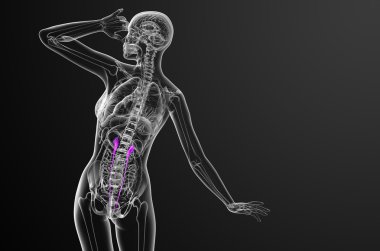 üreter 3D render tıbbi çizimi 