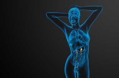 üreter 3D render tıbbi çizimi 