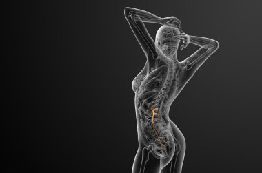 üreter 3D render tıbbi çizimi 