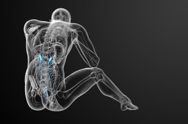 üreter 3D render tıbbi çizimi 