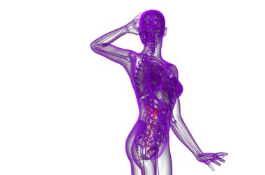 üreter 3D render tıbbi çizimi 